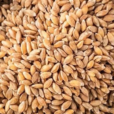 Bouillotte sèche aux grains de blé - Made in France